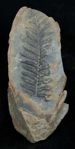 Fern Fossil From Mazon Creek - Million Years Old #2146